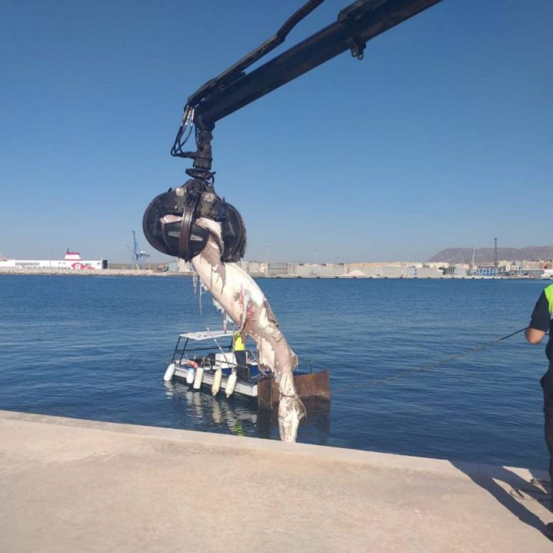 Encuantran en Alicante tiburon de 3 metros muerto